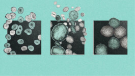 Esther Driehaus, Portfolio